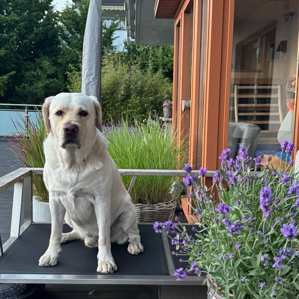 Hundetreffen-Gassi-Unterstützung vom 22.7.-6.8. gesucht!-Profilbild