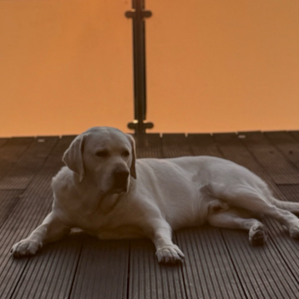 Hundetreffen-Gassi-Unterstützung im Zeitraum 02.08-19.08.2026-Profilbild