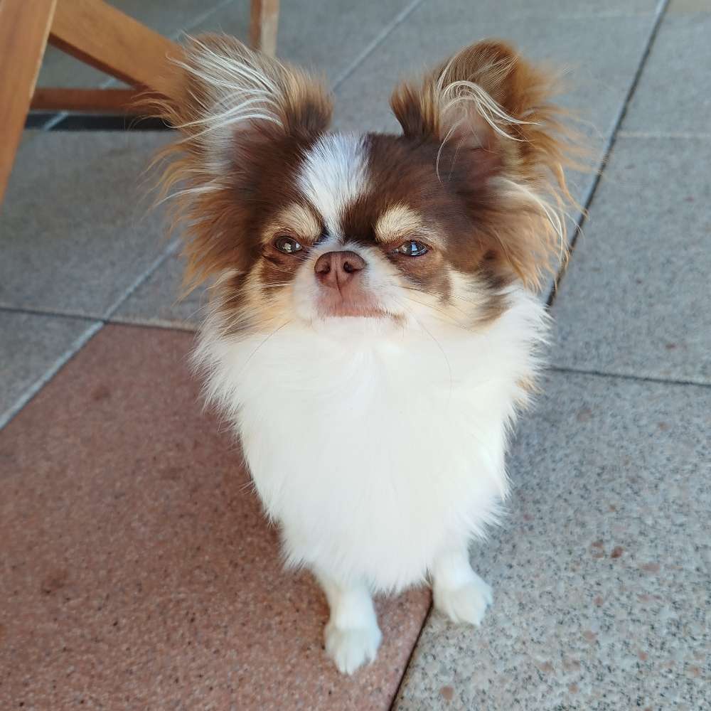 Hundetreffen-Spiel, Spass und Gassirunde-Profilbild