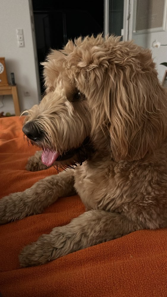 Hundetreffen-Hundewald Kummerfeld-Profilbild