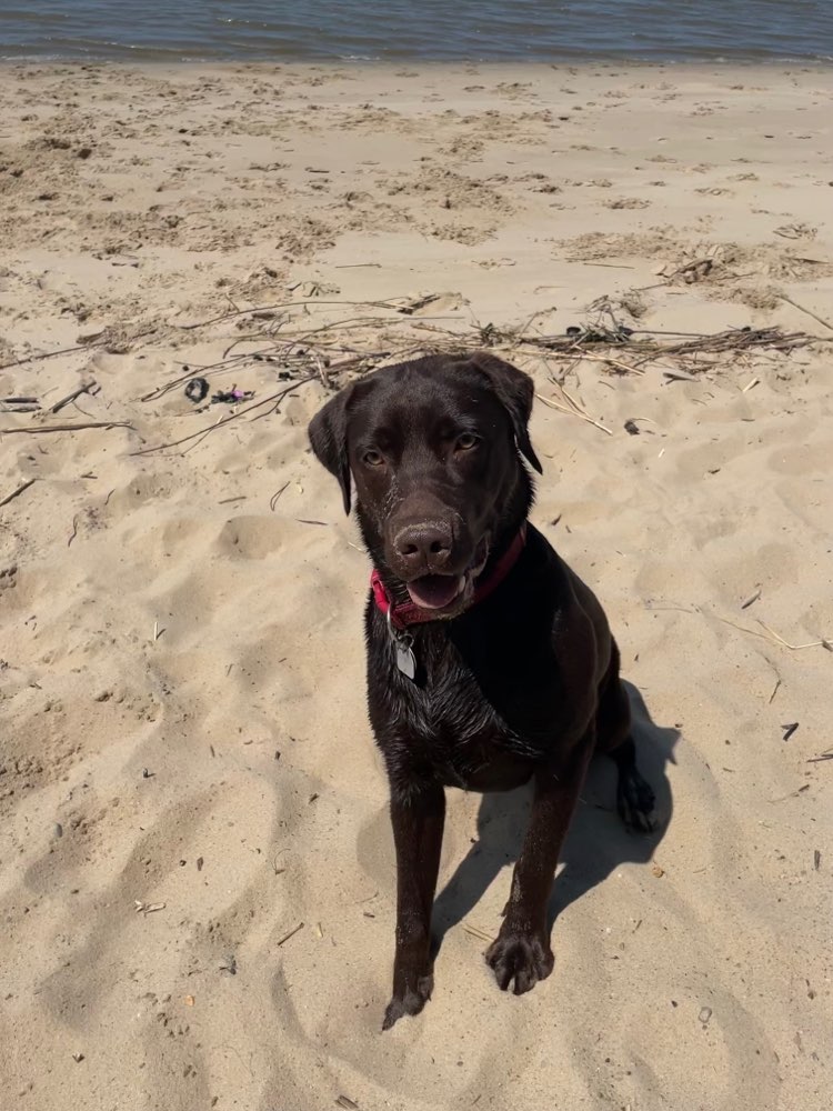 Hundetreffen-Spielkameraden gesucht in Blumenthal-Profilbild