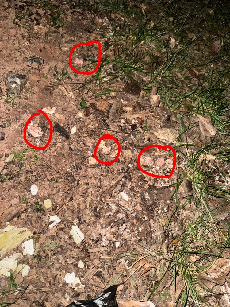 Giftköder-Fleischstücke im Gebüsch und am Baum-Profilbild