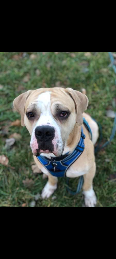 Hundetreffen-Sozial Walk-Profilbild