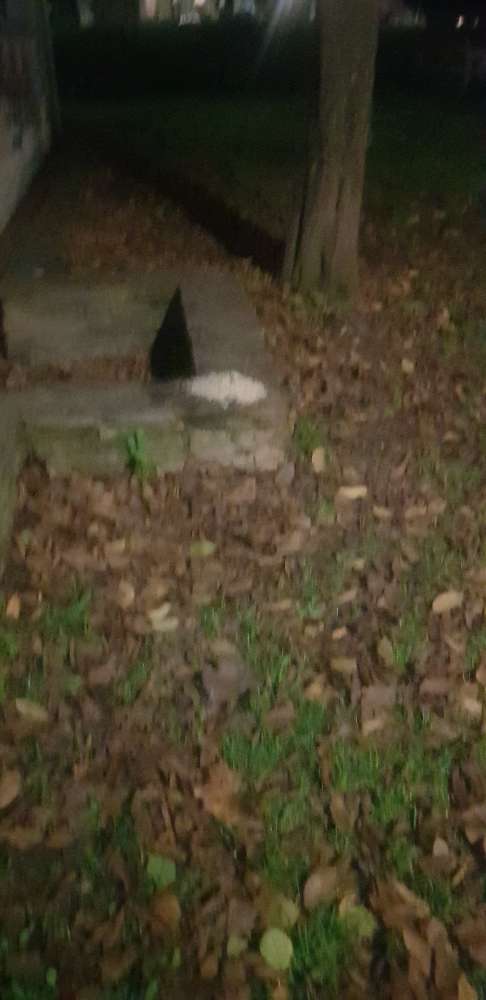 Giftköder-Möglicher Giftköder Laubepark-Profilbild