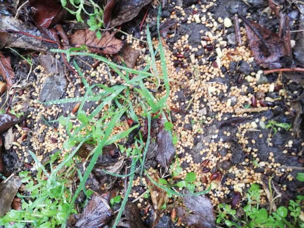 Giftköder-Möglicher Giftköder-Profilbild