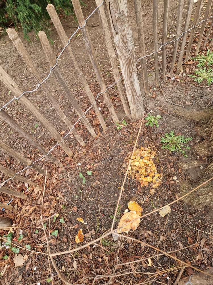 Giftköder-Möglicher Giftköder-Profilbild