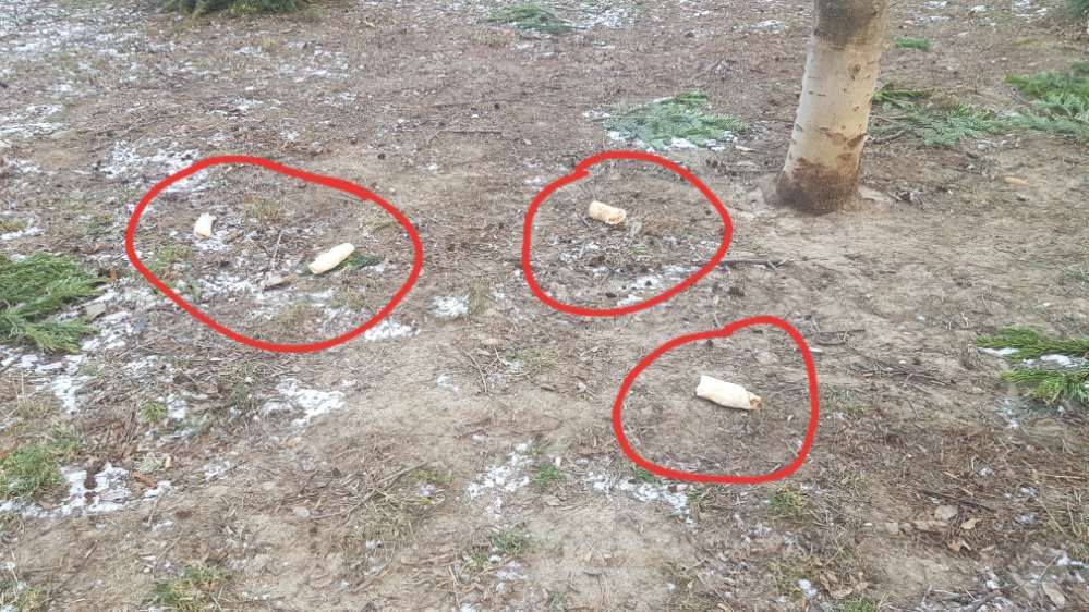 Giftköder-Mögliche Giftköder im Arthaberpark-Profilbild