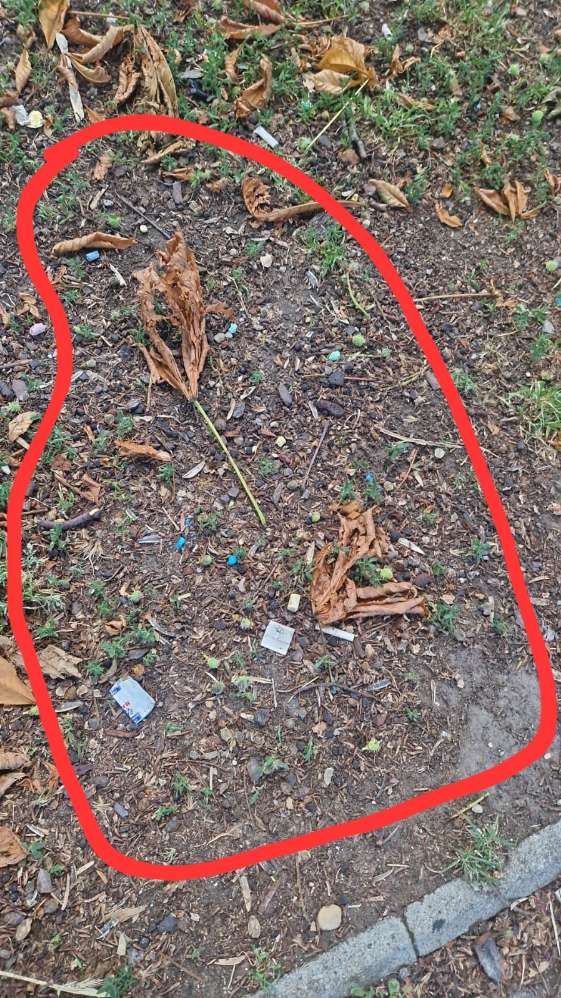 Giftköder-Blaukorn in Erlachpark-Profilbild