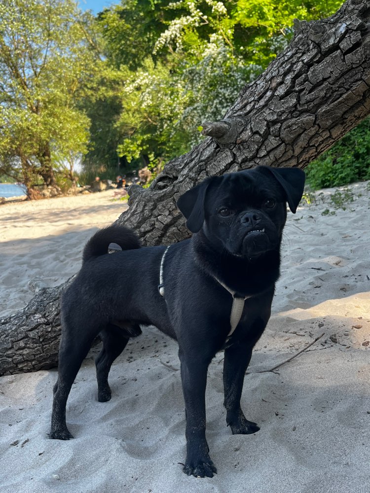 Hundetreffen-Dobby erkundet Wiesbaden & Umgebung-Profilbild