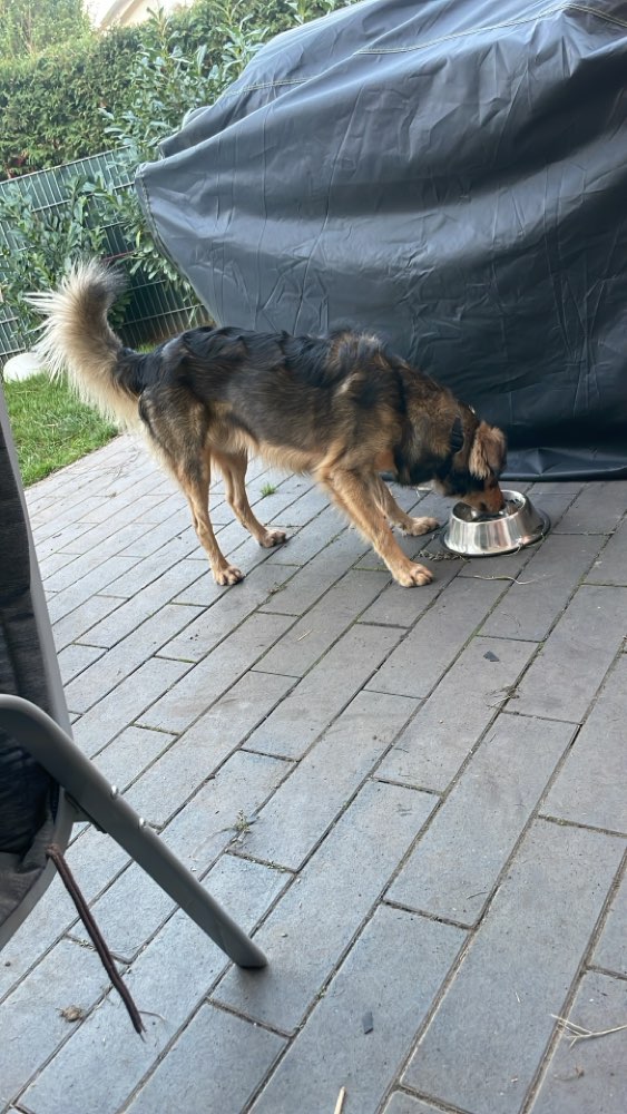 Hundetreffen-Junghundetreffen-Profilbild