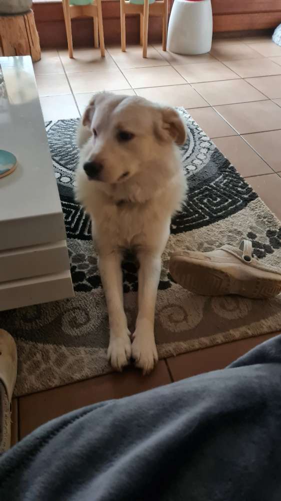 Hundetreffen-Hundtreffen in Hilchenbach-Profilbild