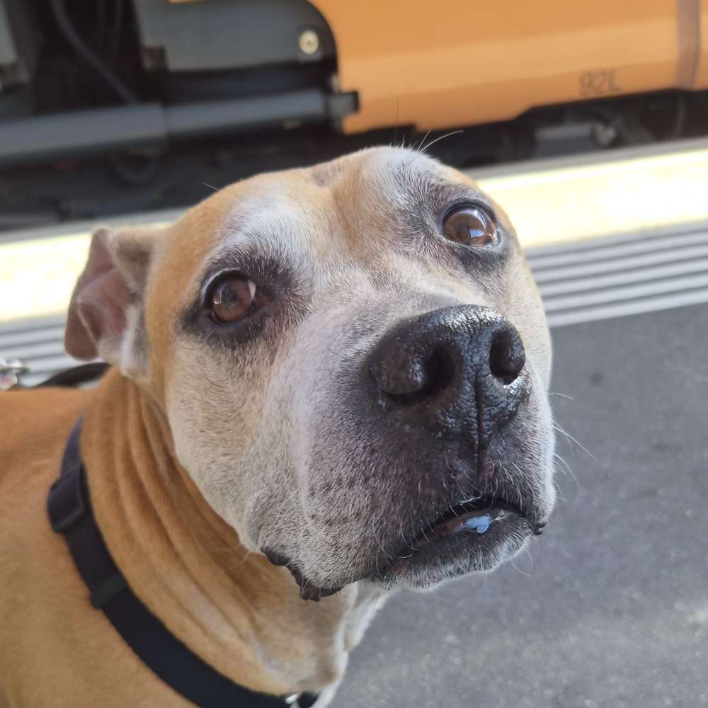 Hundetreffen-Incontro tra pitbull-Profilbild
