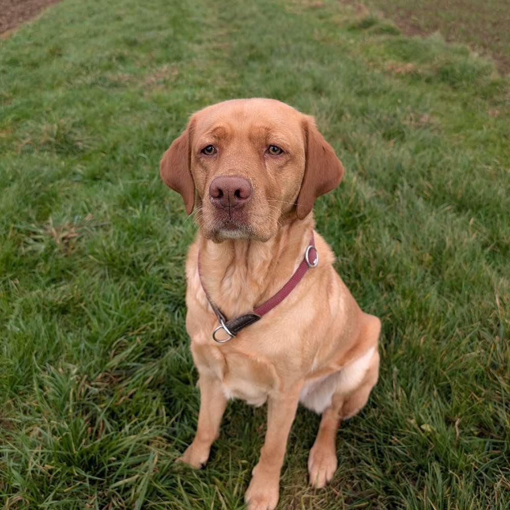 Hundetreffen-Gassitreff-Profilbild