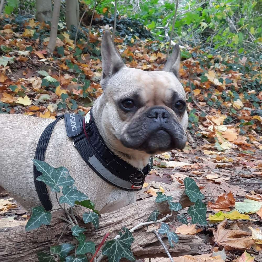 Hundetreffen-Gassi- und Spielkontakt gesucht-Profilbild