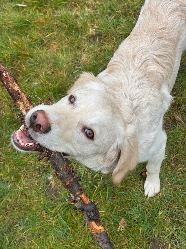 Hundetreffen-Spazier-Buddy gesucht-Profilbild