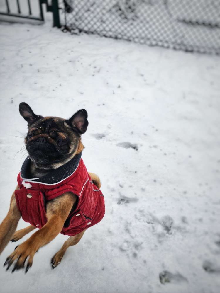Hundetreffen-Gassi-/Spielrunde im Harthwald/Stadtpark-Profilbild
