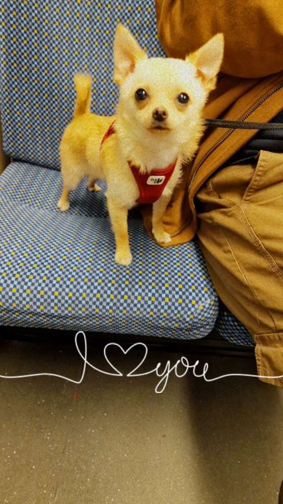 Hundetreffen-Ich such Spiel Freunde-Profilbild