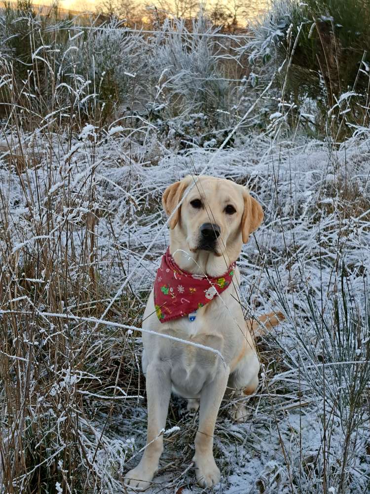 Hundetreffen-Regelmäßige Spaziergänge mit mehreren Hunden-Profilbild