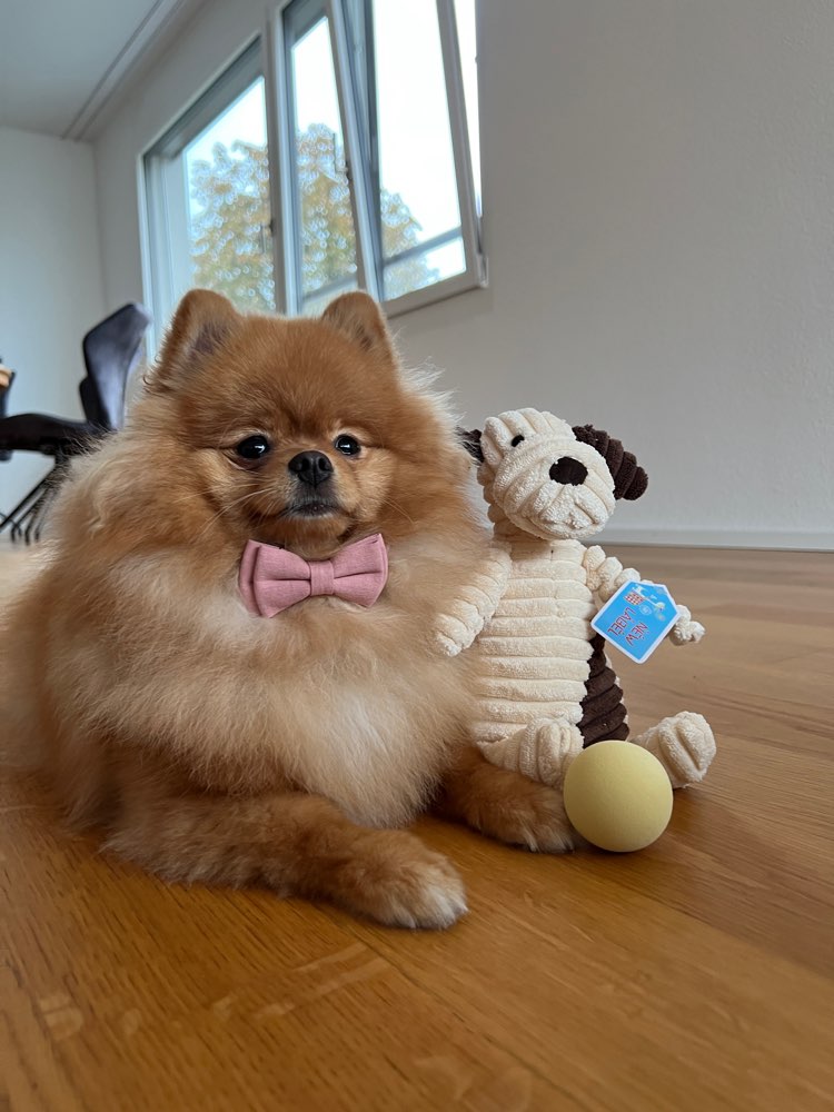 Hundetreffen-Spieltreffen-Profilbild