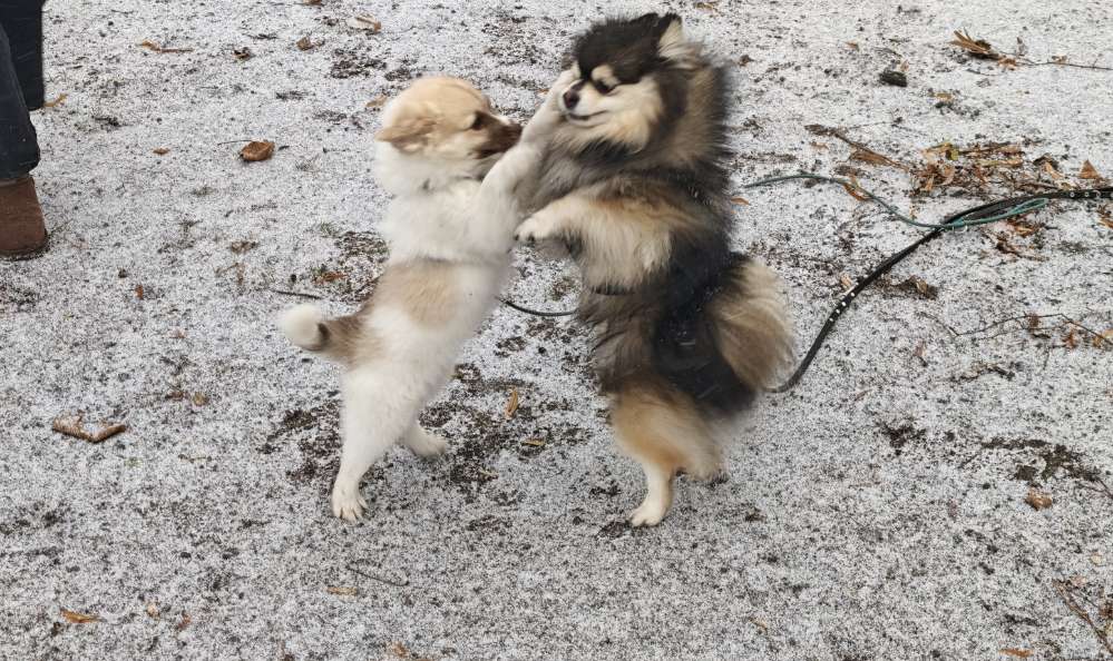 Hundetreffen-Suche für Spieltreffe Welpen, Junghunde oder souveräne, erwachsene Hunde-Profilbild