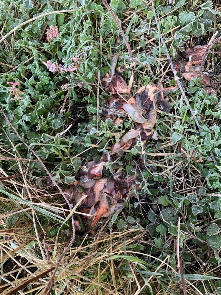 Giftköder-Möglicher Gifttköder-Profilbild