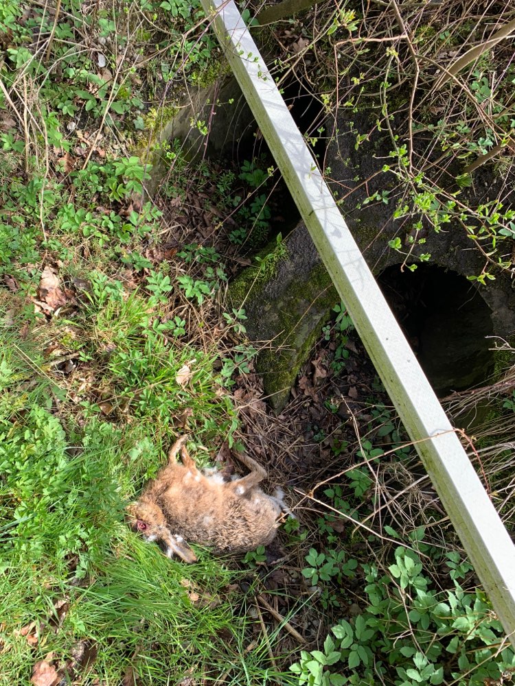 Giftköder-Hasenkadaver-Profilbild