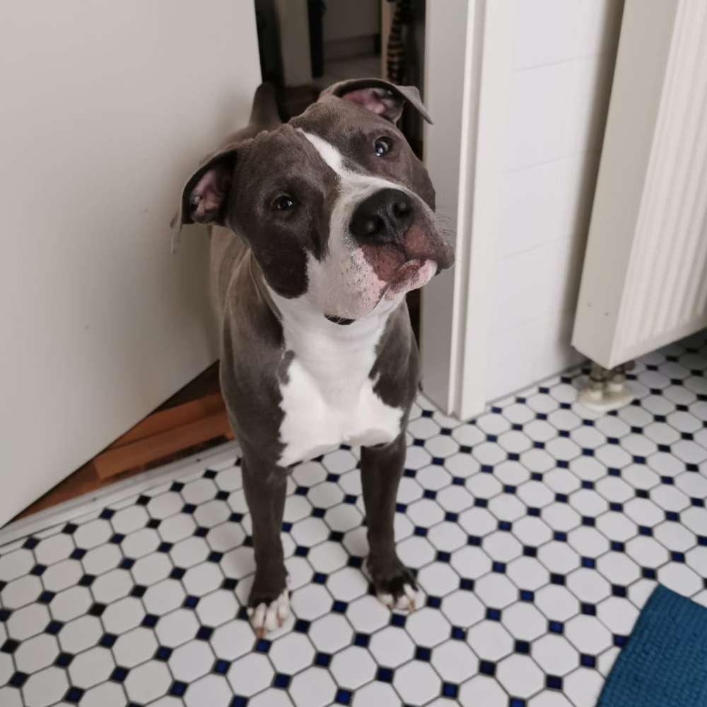 Hundetreffen-Spielerunde für Junghunde-Profilbild