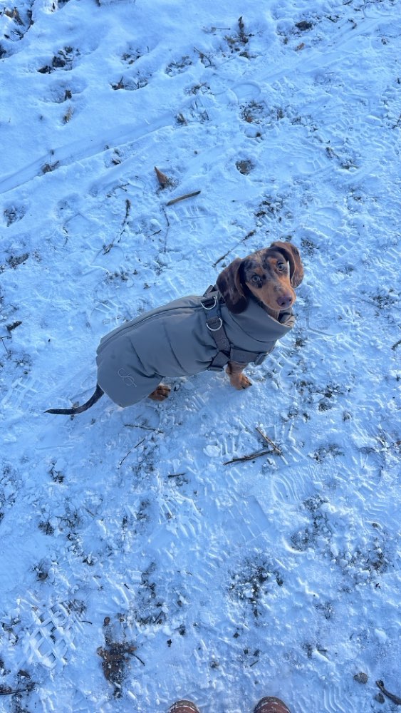 Hundetreffen-Spielgefährten gesucht-Profilbild