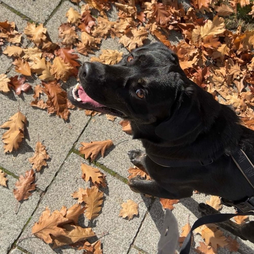 Hundetreffen-Spiel- und Trainingspartner-Profilbild