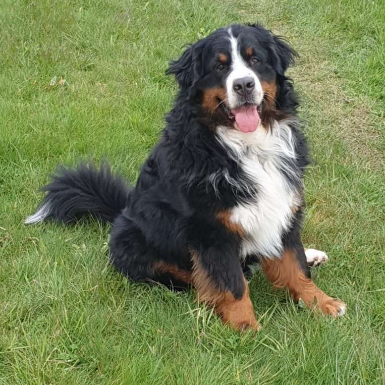 Hundetreffen-Hundefreunde gesucht-Profilbild