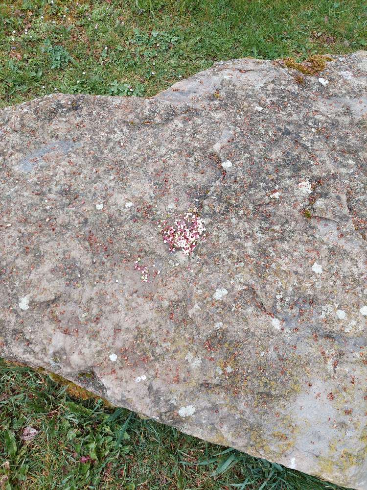 Giftköder-Merkwürdiges Granulat Eichertwald-Profilbild