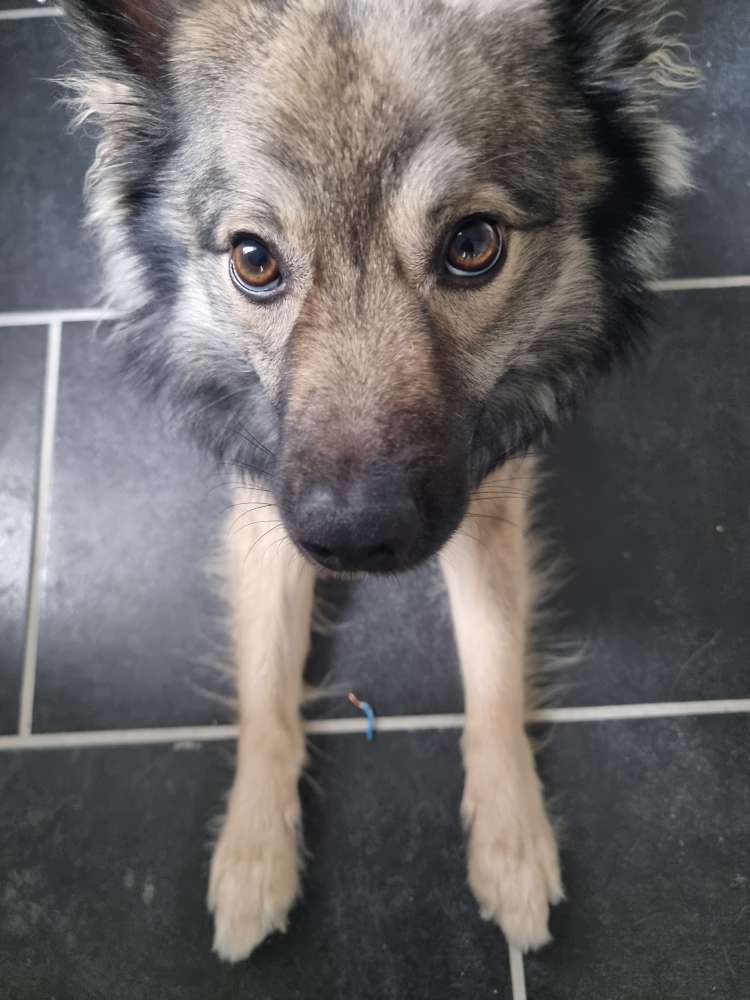 Hundetreffen-Hunde-Begegnungen trainieren, Gassirunde-Profilbild