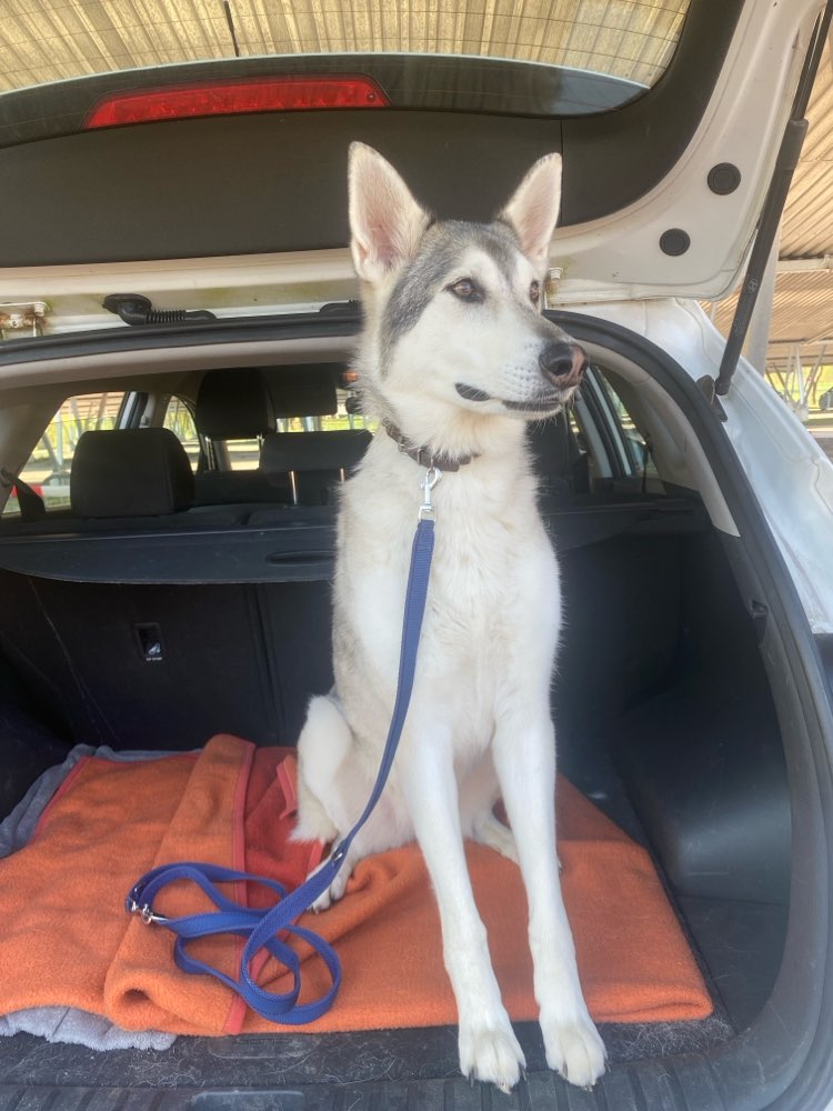 Hundetreffen-Hundebegegnungen und Gassi-Profilbild