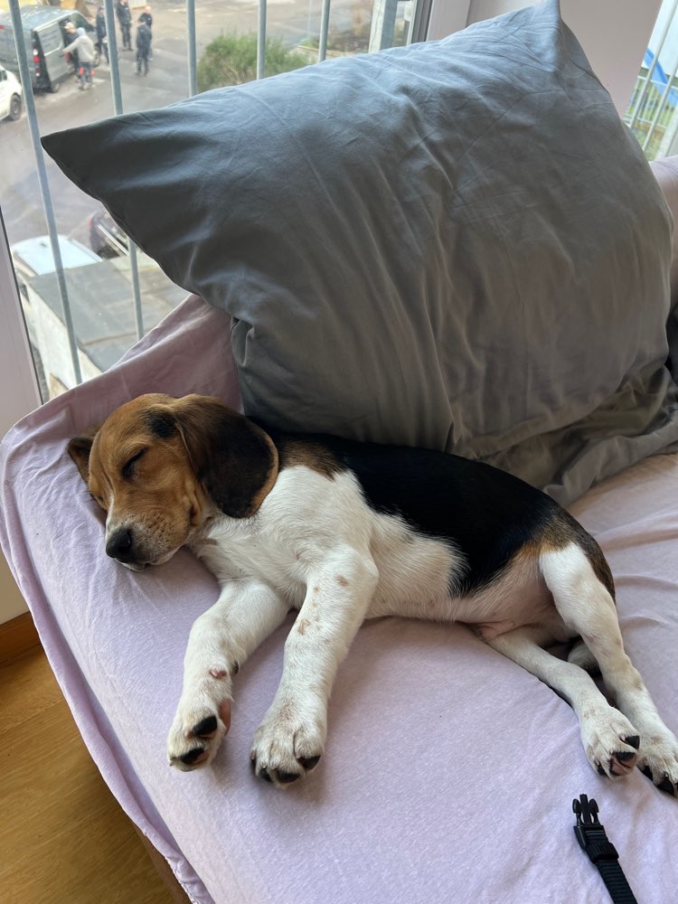 Hundetreffen-Gassirunden in Bensberg und Umgebung-Profilbild