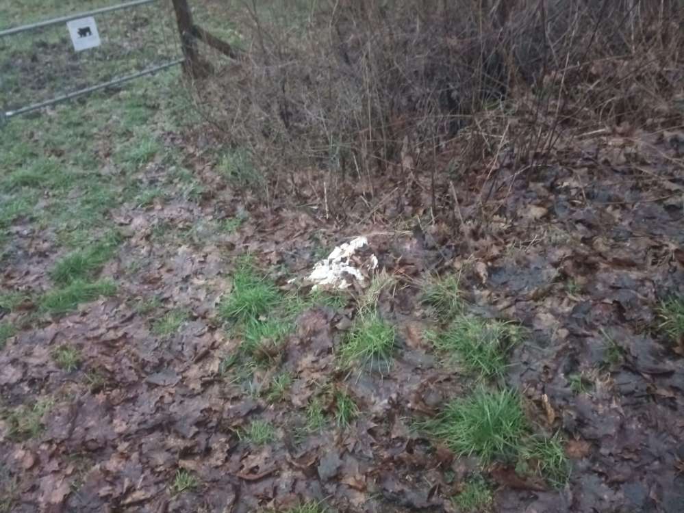 Giftköder-Eventuell Giftköder-Profilbild