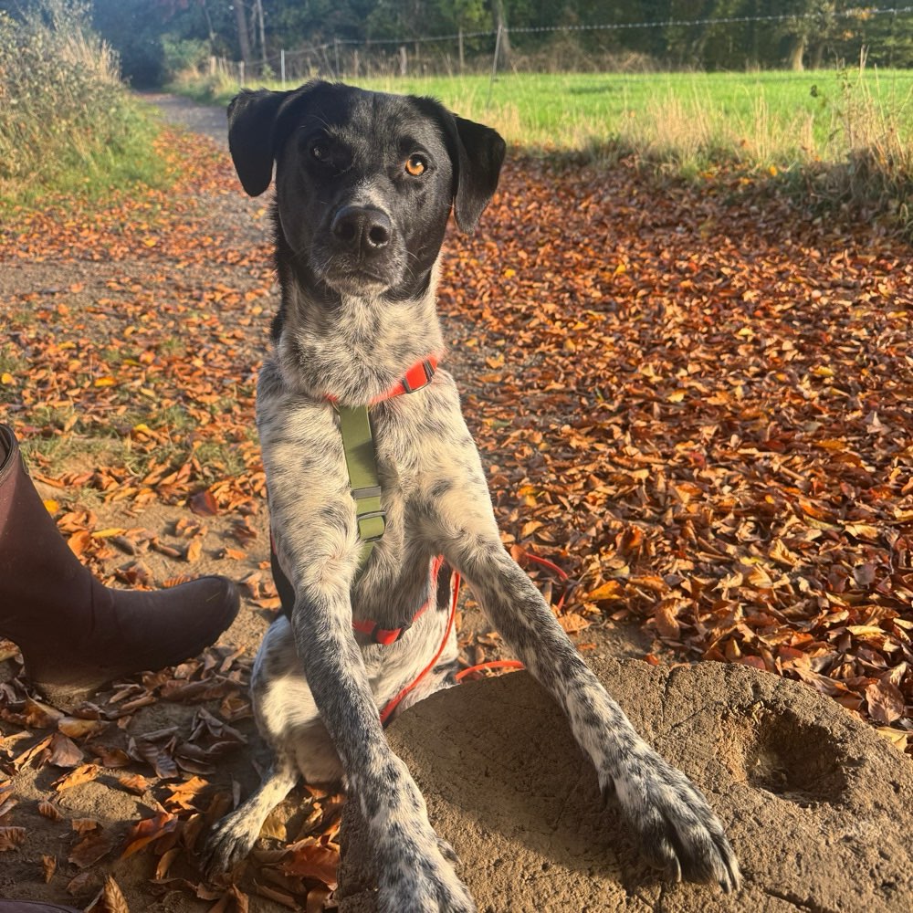 Hundetreffen-Spiel und Spaß-Profilbild