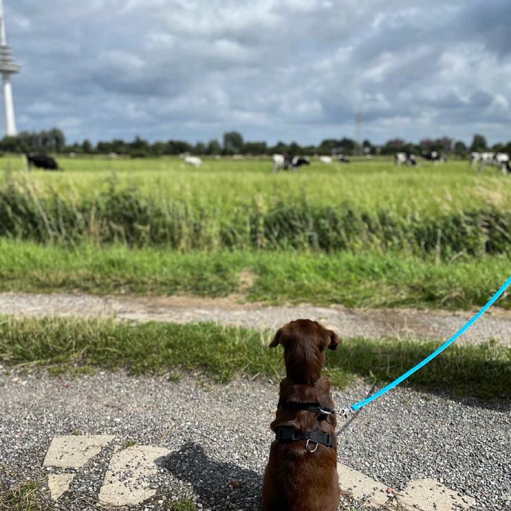 Hundetreffen-Junghunde treffen - Spielgefährten gesucht-Profilbild