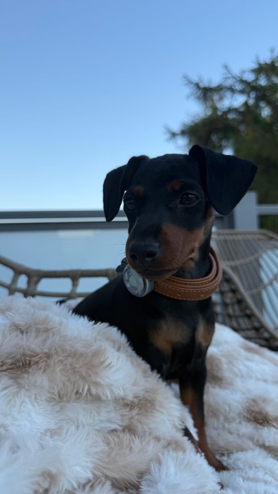 Hundetreffen-Welpentreff 🐶-Profilbild