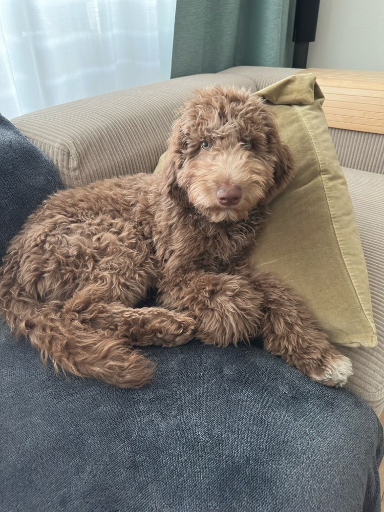 Hundetreffen-Spiel- oder Spazier-Gspänli gesucht für Grosspudel-Mix (5½ Monate) in Luzern 🐶-Profilbild