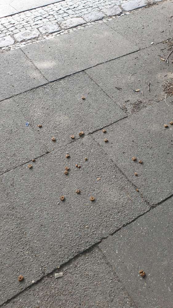 Giftköder-Trockenfutter vor der Treppe-Profilbild