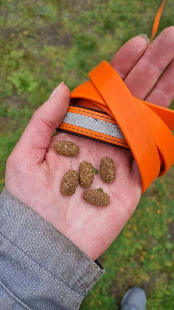 Giftköder-Trockenfutter auf der Wiese-Profilbild
