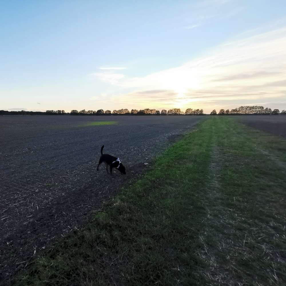 Hundetreffen-Treff zum Spielen und spazieren.-Profilbild