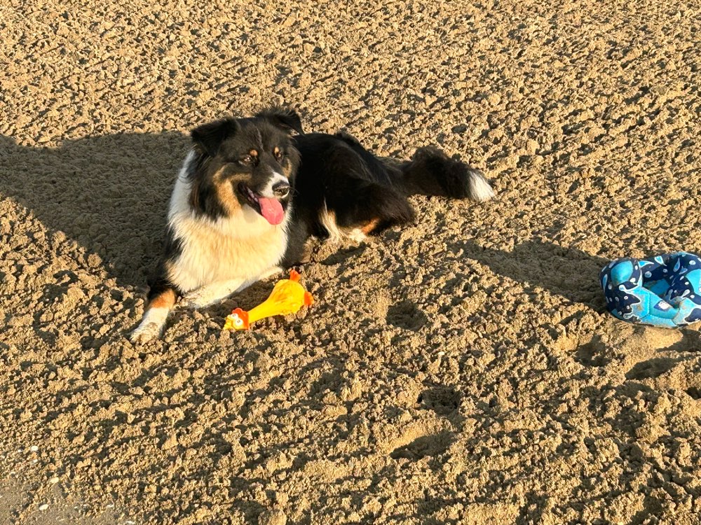 Hundetreffen-Gegenseitige Betreuung-Profilbild