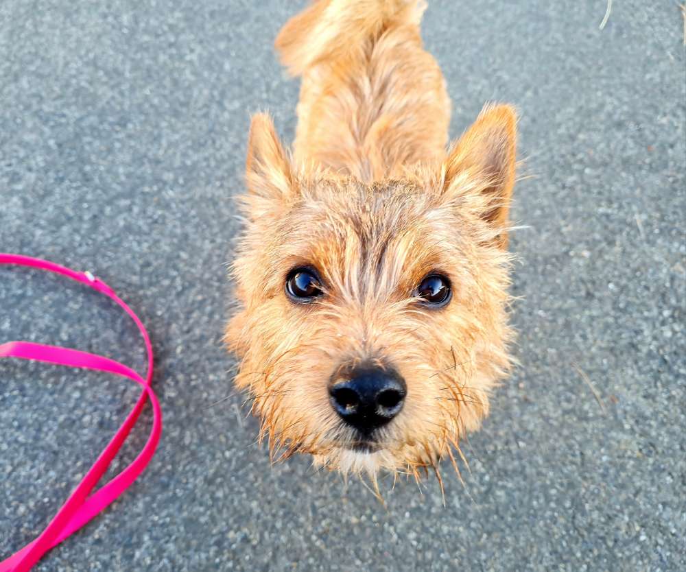 Hundetreffen-Gemeinsame Gassirunden-Profilbild