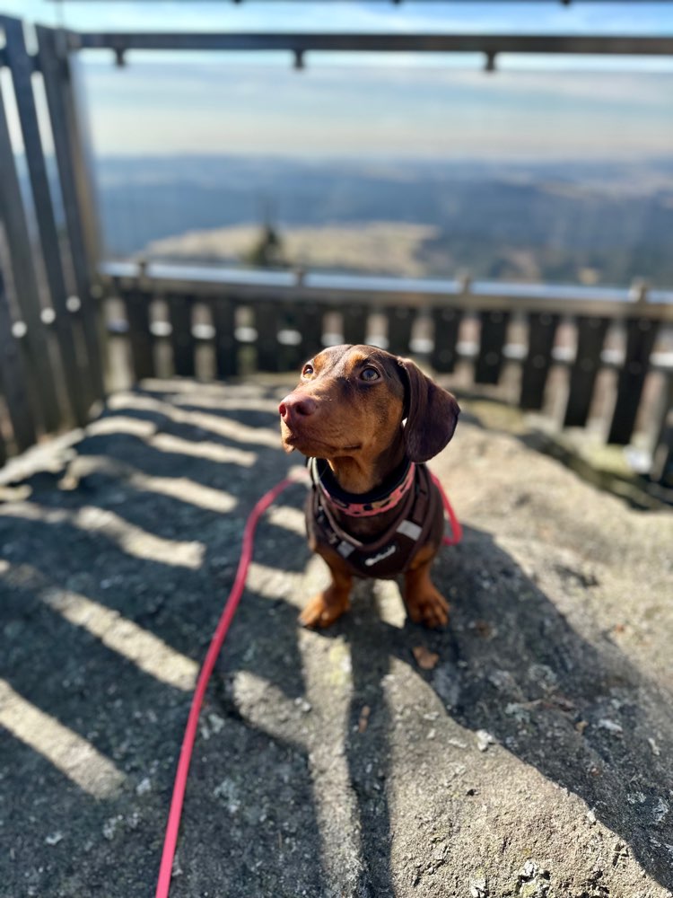 Hundetreffen-Best Buddy für Social Walk und Play Dates-Profilbild