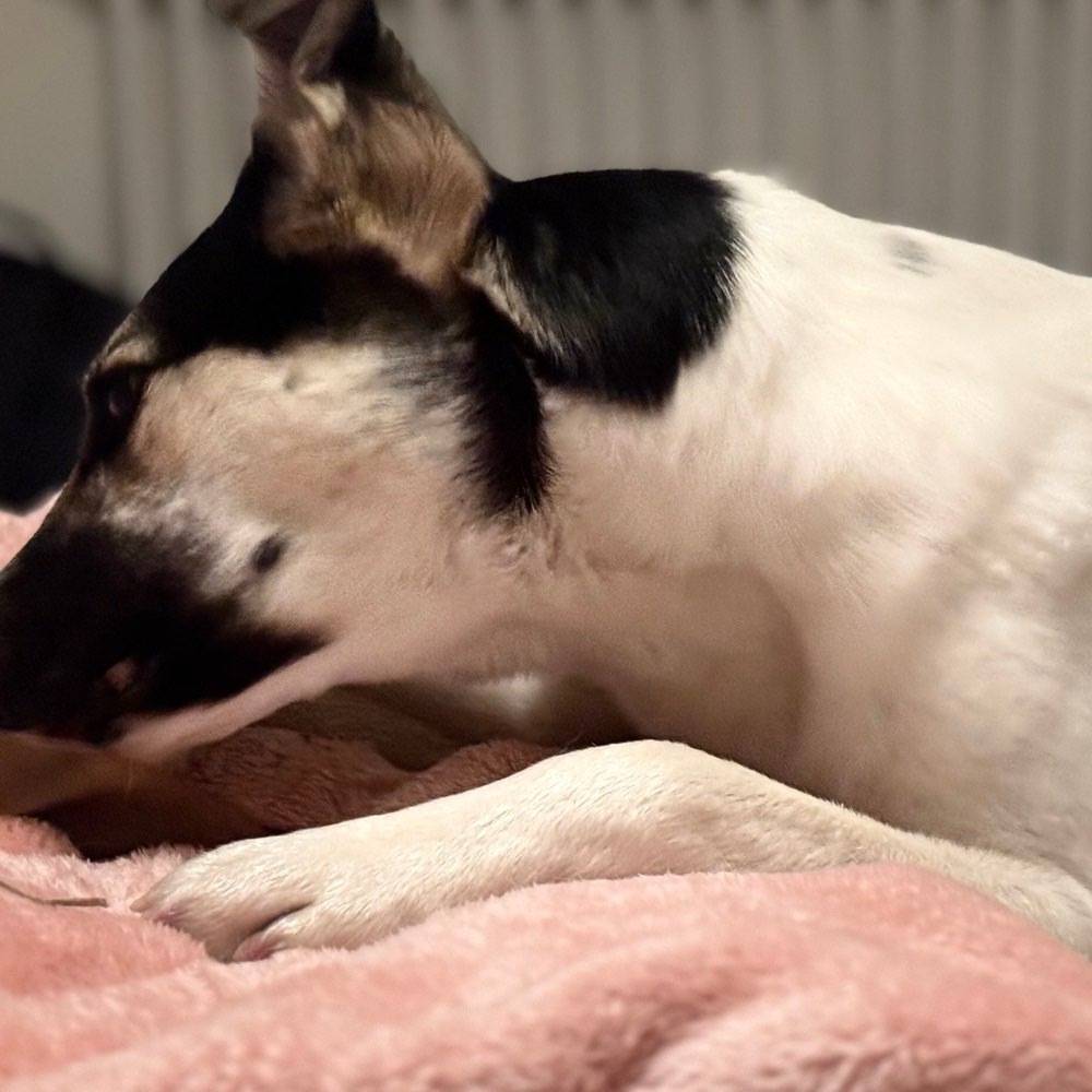 Hundetreffen-Gassigehen auf Gegenseitigkeit-Profilbild