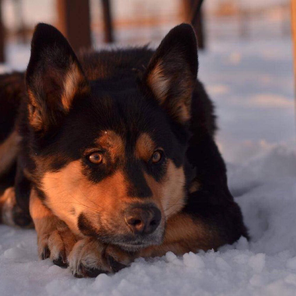 Hundetreffen-Spaziergänge-Profilbild