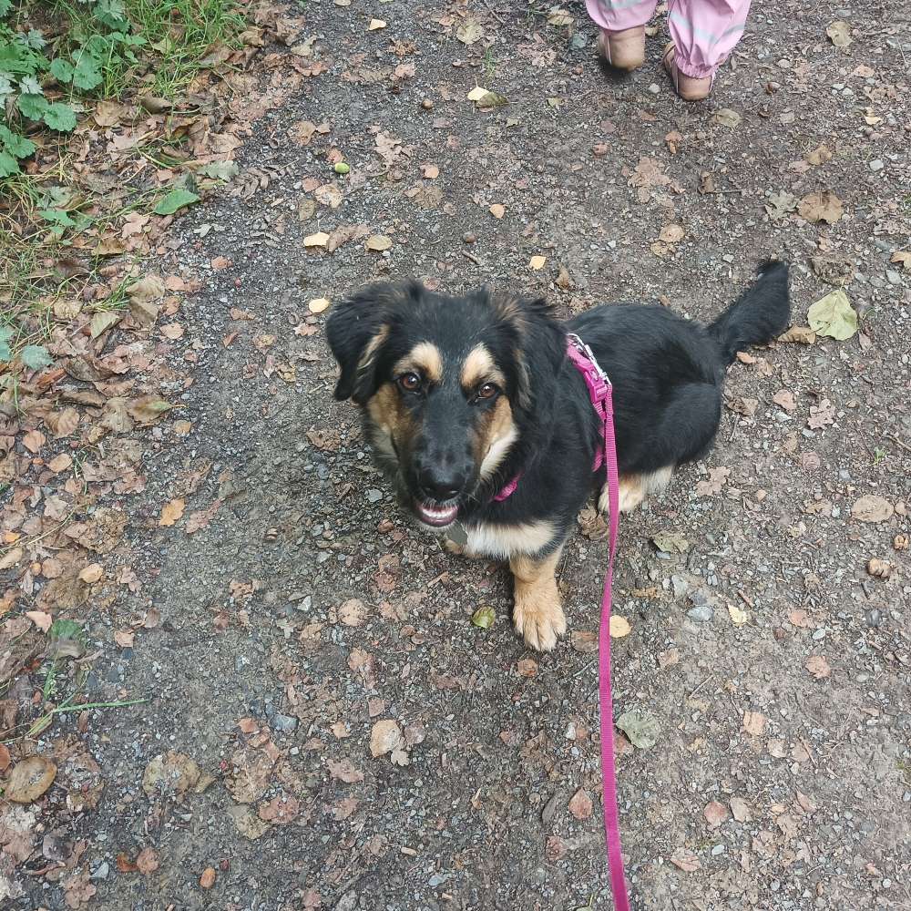 Hundetreffen-Spielen und Spazierengehen 😊-Profilbild