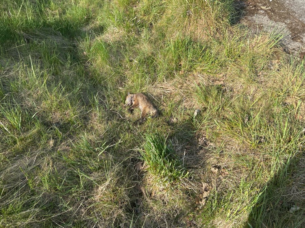 Giftköder-Toter junger Fuchs-Profilbild