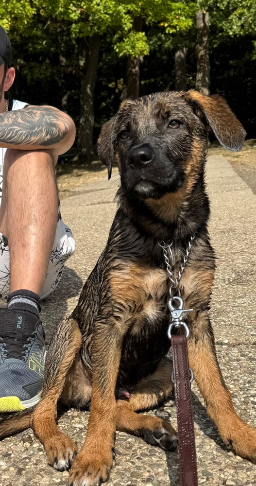 Hundetreffen-Welpen/Junghund Treffen-Profilbild